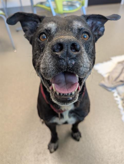 Photo of Parachute, adoptable senior Pit Bull Terrier in Las Vegas, Nevada