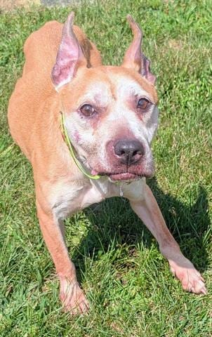 Photo of Melissa, adoptable senior Pit Bull Terrier in Akron, Ohio