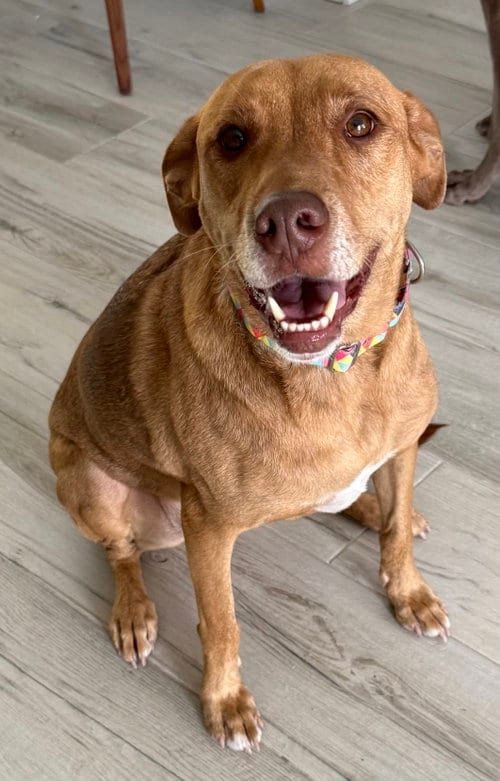 Photo of Anna, adoptable senior Vizsla in Lighthouse Point, Florida