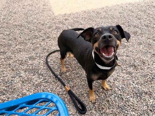 Photo of Morticia, adoptable senior Chihuahua in Mesa, Arizona