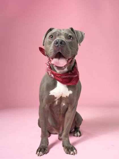 Photo of Rocco, adoptable senior dog in Atlanta, Georgia
