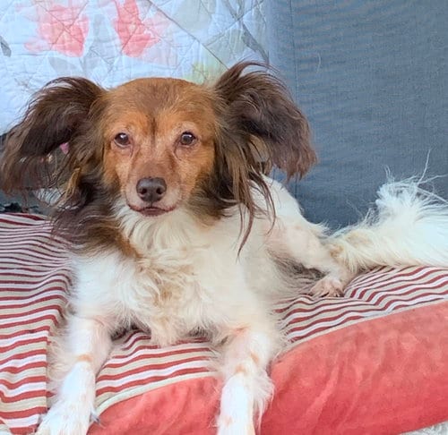 Photo of Mia, adoptable senior Papillon in San Pedro, California