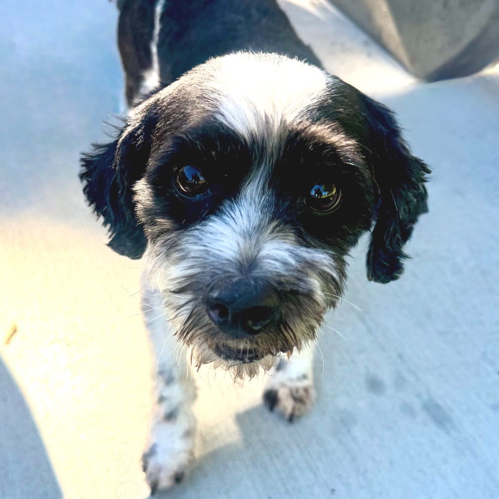 Photo of Burt - City of Industry Location, adoptable senior Lhasa Apso / Mix
