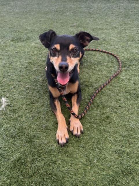 Photo of Lucky, adoptable senior Dachshund in Chatsworth, California