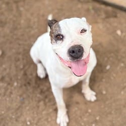 Photo of Casienova, adoptable senior American Pit Bull Terrier in Stephenville, Texas