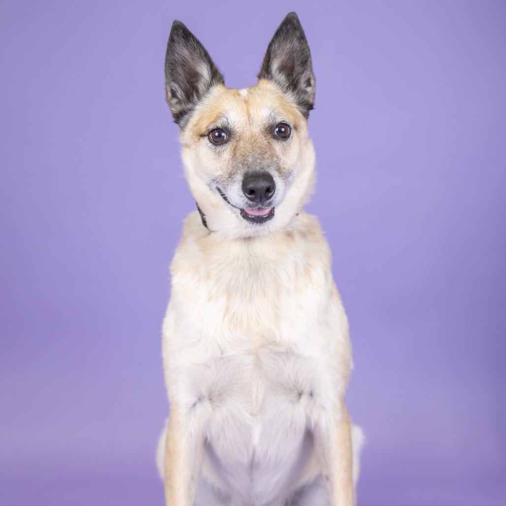 Photo of Ellie, adoptable senior Cattle Dog, Australian (Red Heeler) in Portland, Oregon