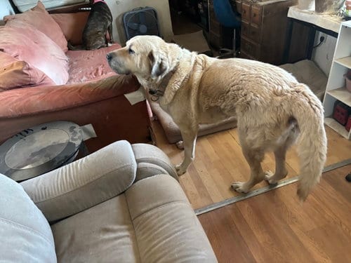 Photo of Ryder, adoptable senior Great Pyrenees in Chandler, Arizona