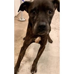 Photo of Snoopy, adoptable senior Mastiff in Doral, Florida