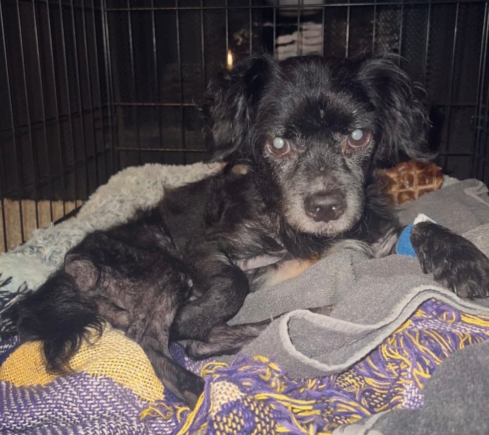 Photo of Woody, adoptable senior Spaniels (Small) in Eugene, Oregon
