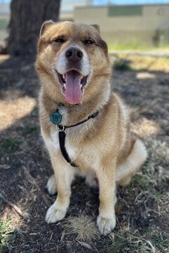 Photo of Hank (Guardian Assist), adoptable senior Husky in Fremont, California