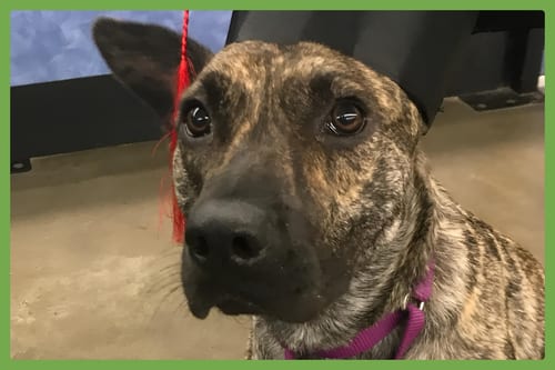 Photo of Coconut, adoptable senior Dutch Shepherd in Amherst, Massachusetts