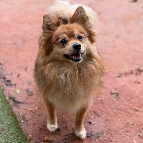 Photo of Gizmo, adoptable senior Pomeranian in Garland, Texas