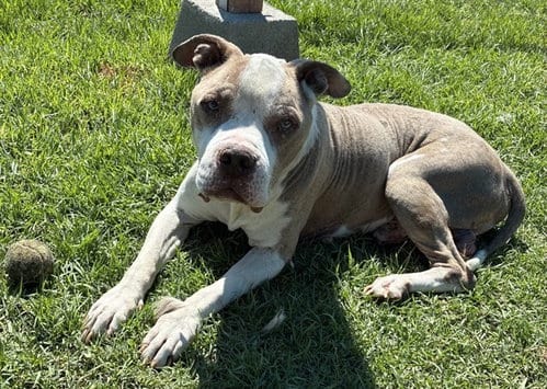 Photo of Orson, adoptable senior Pit Bull Terrier in San Bernardino, California