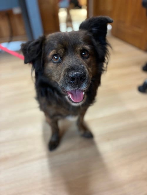 Photo of Roscoe, adoptable senior Shepherd in Raleigh, North Carolina