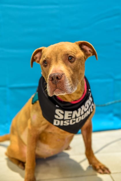 Photo of Angel, adoptable senior Terrier, Pit Bull/Mix in Annapolis, Maryland
