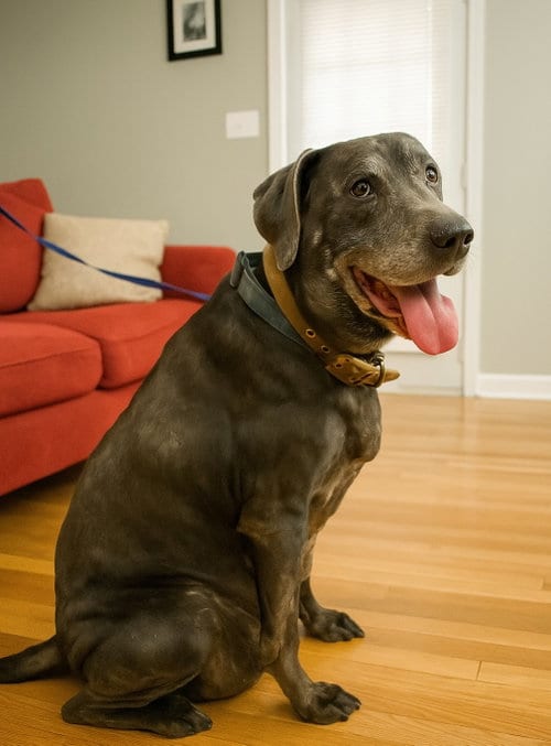 Root Beer, adoptable senior Labrador Retriever in Alpharetta, GA