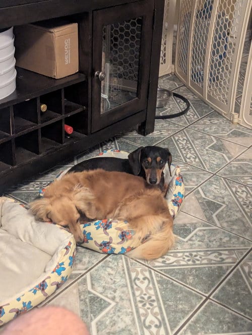 Photo of Izzy, adoptable senior Dachshund in Humble, Texas
