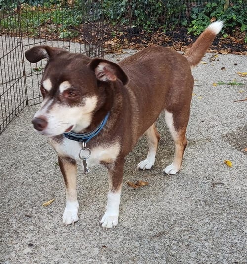 Photo of Riley, adoptable senior Terrier in Rootstown, Ohio