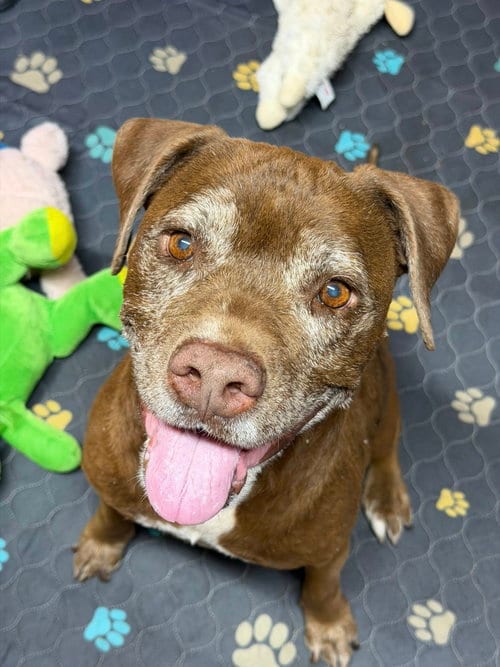 Photo of Hazel, adoptable senior Chocolate Labrador Retriever in Queen Creek, Arizona