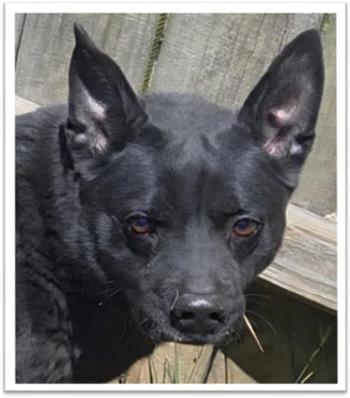 Baxter, adoptable senior Shepherd in Jackson, MS