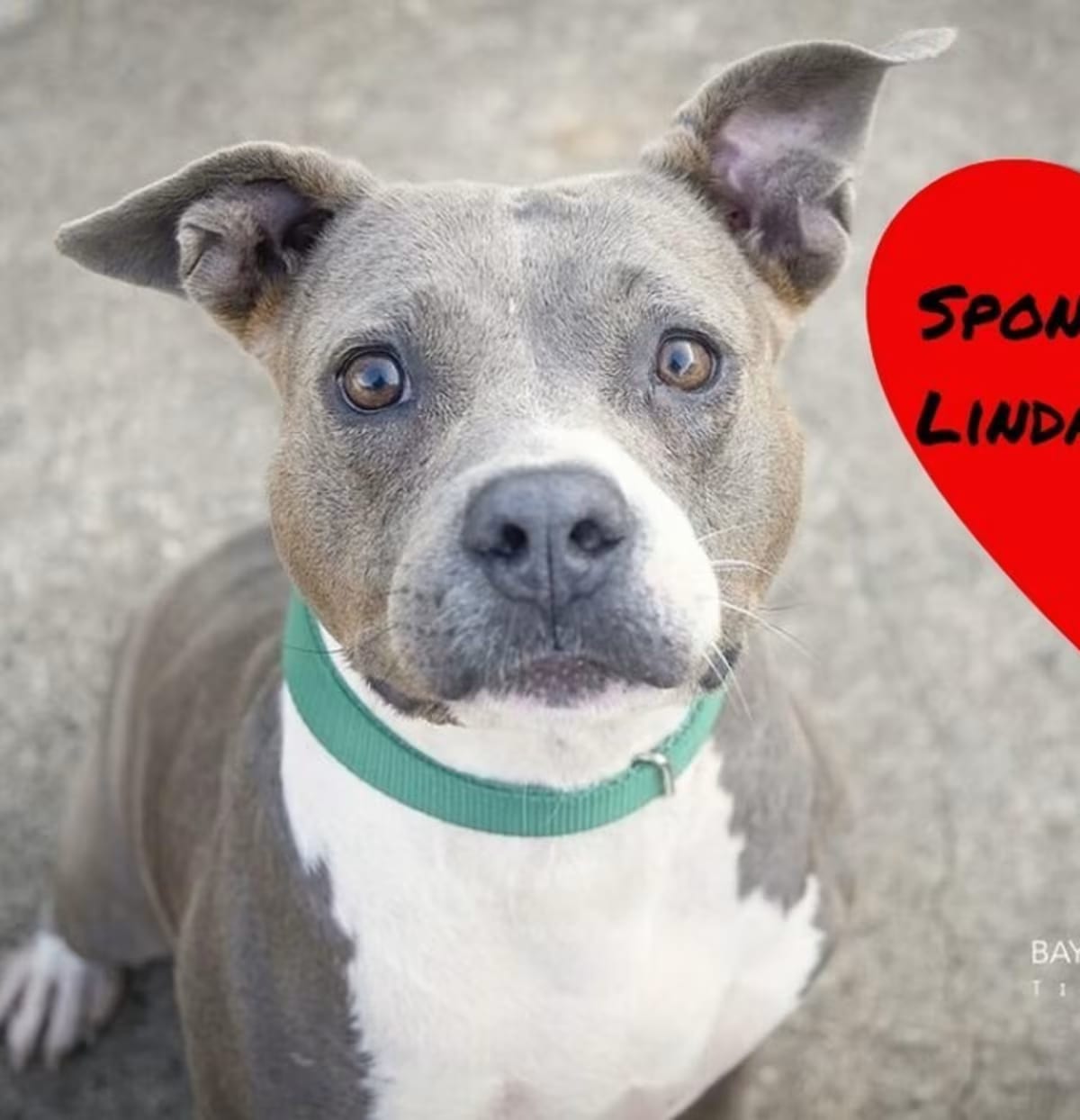 Photo of Charlie Blue, adoptable senior Pit Bull Terrier in San Leon, Texas