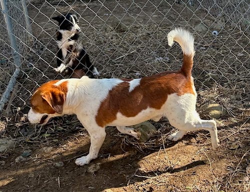 Photo of Farley, adoptable senior Beagle in Arlington, Virginia