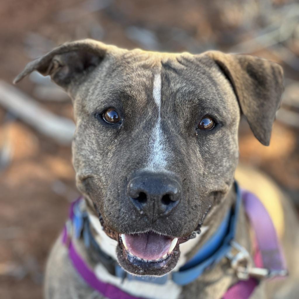 Photo of Lennie, adoptable senior Terrier, Pit Bull / Mix in Kanab, Utah