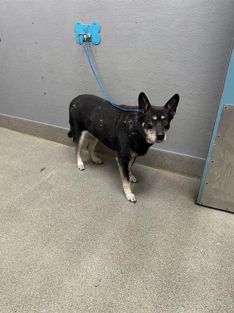 Photo of Jazmine, adoptable senior Australian Cattle Dog/Blue Heeler in Las Vegas, Nevada