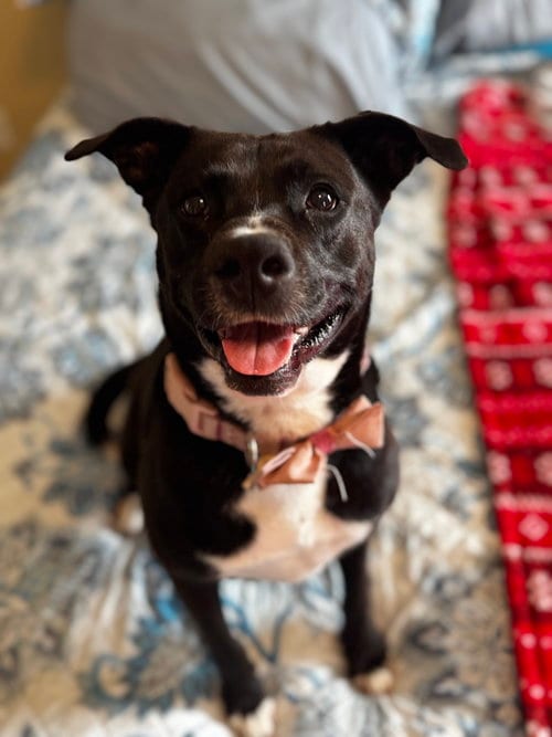 Ember, adoptable senior American Staffordshire Terrier in Rosenberg, TX