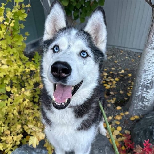 Photo of Buggy, adoptable senior Siberian Husky in Anchorage, Alaska