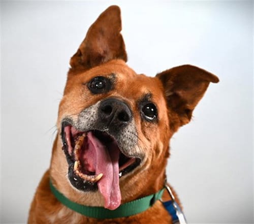 Photo of Sarge, adoptable senior Pit Bull Terrier in Fort Collins, Colorado