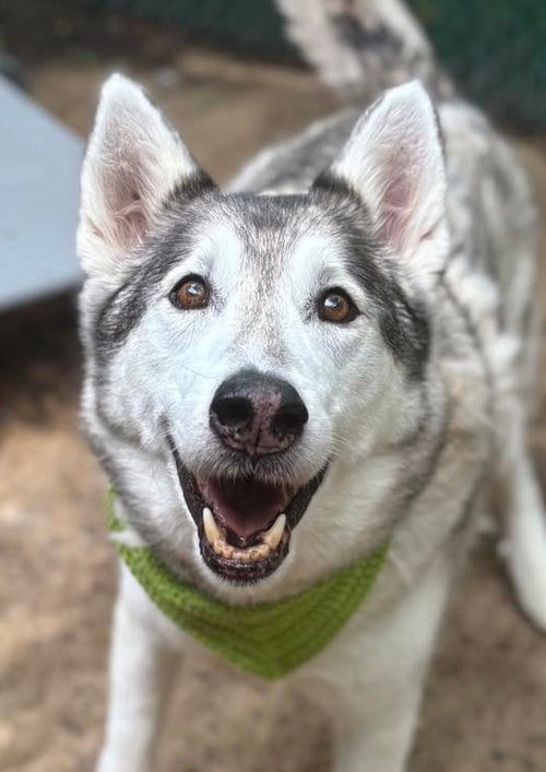 Rebel, adoptable senior Siberian Husky in Matawan, NJ