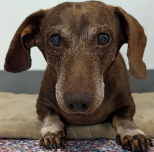 Photo of Cooper in NY, adoptable senior Dachshund in Shelbyville, Tennessee