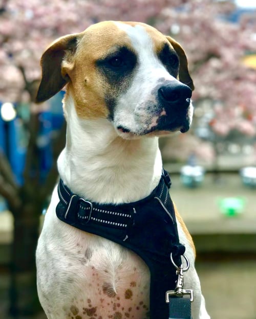 Photo of Bertie, adoptable senior Hound in Seattle, Washington
