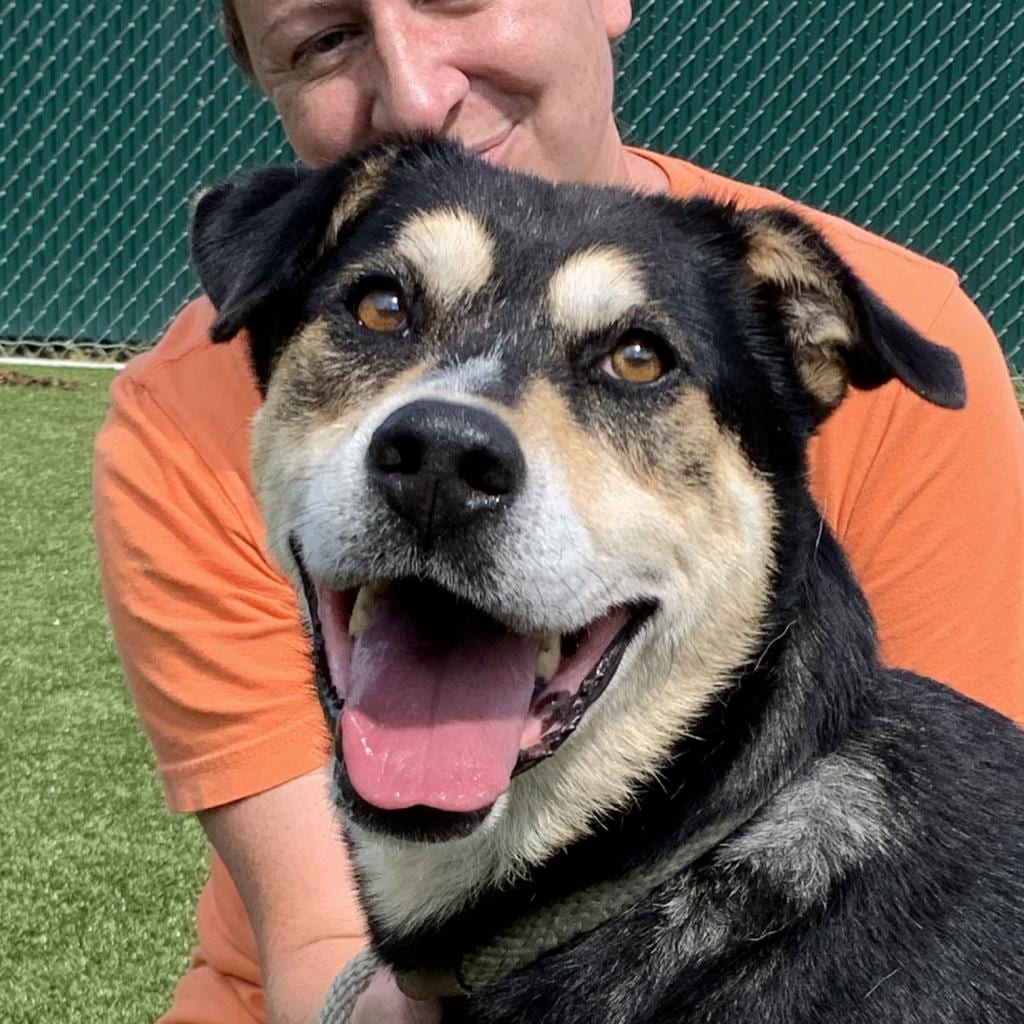 Photo of Helio, adoptable senior Shepherd / Mix in Nashville, Indiana
