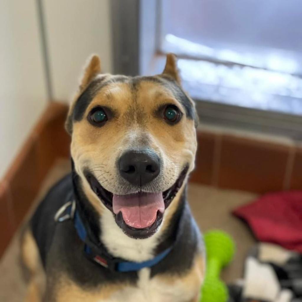 Photo of Dana, adoptable senior Shepherd / Mix in Kanab, Utah