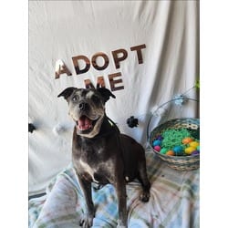 Photo of Sheba, adoptable senior American Pit Bull Terrier in Chatsworth, California