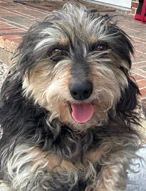 Photo of Juliette, adoptable senior Dachshund in Humble, Texas