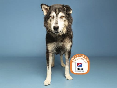 Photo of Appa, adoptable senior Siberian Husky in Phoenix, Arizona