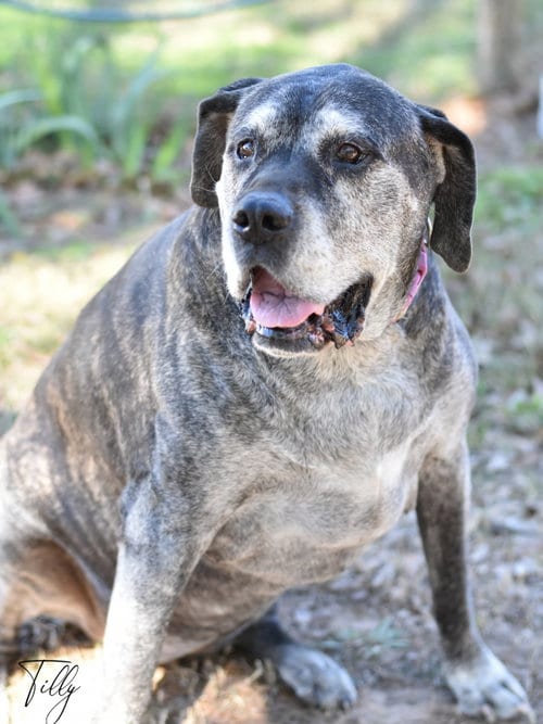 Photo of Tilly, adoptable senior Bullmastiff in Montgomery, Texas