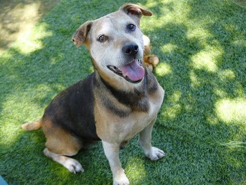Photo of Sienna, adoptable senior Beagle in Tallahassee, Florida