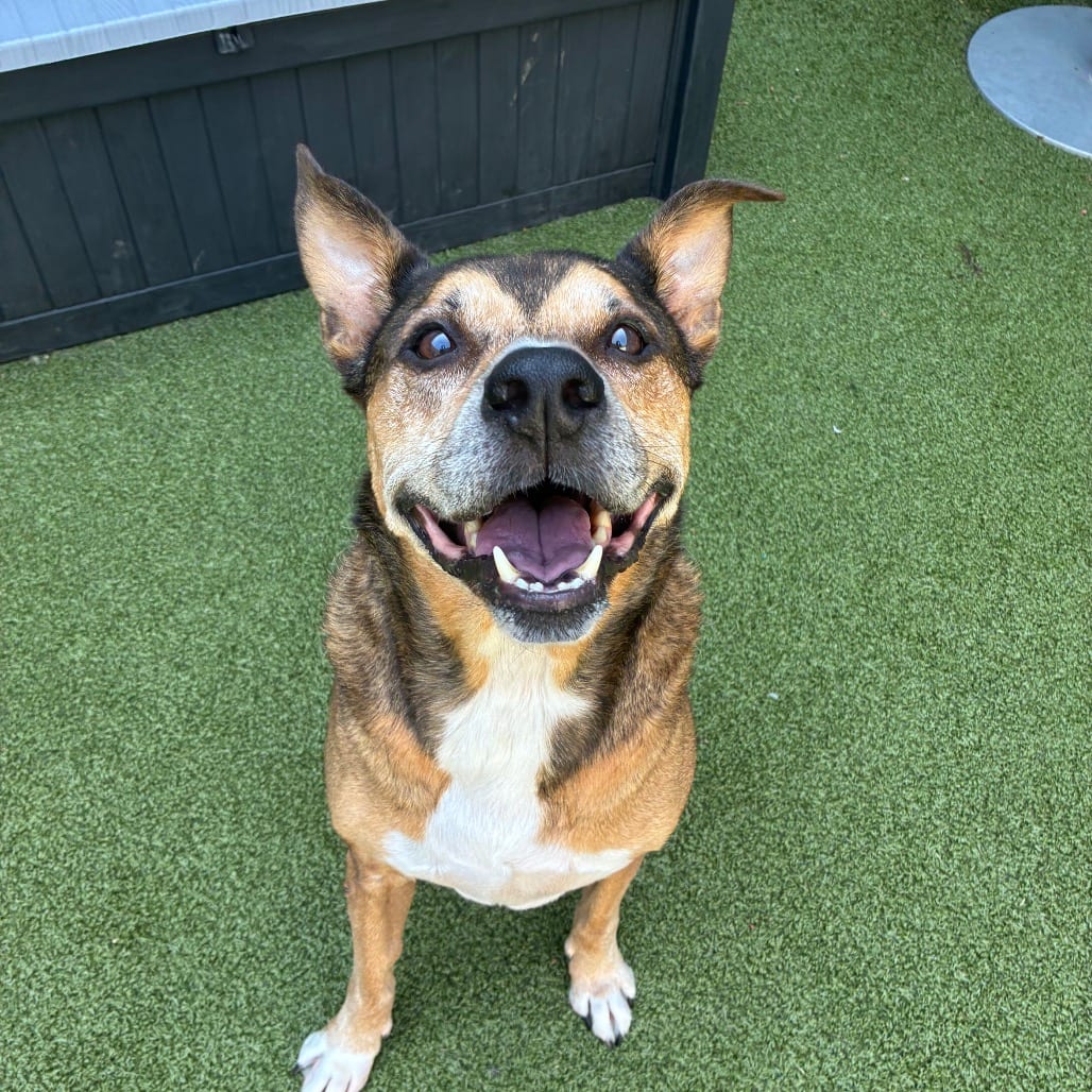 Photo of Einstein, adoptable senior Mixed Breed (Large) in Greensboro, North Carolina
