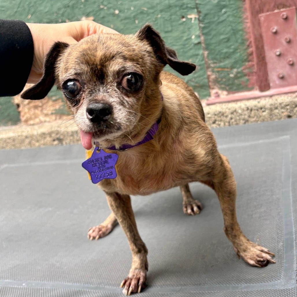 Photo of Mouse, adoptable senior Pug / Mixed Breed (Small) in San Francisco, California