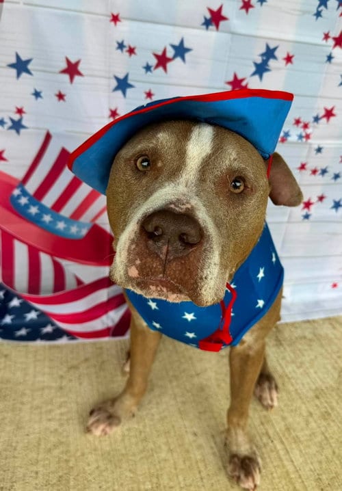 Oklahoma, adoptable senior American Pit Bull Terrier in Germantown, OH