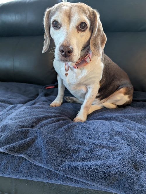 Photo of Rosette, adoptable senior Beagle in Princeton, Minnesota