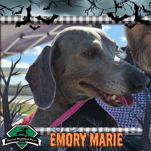 Photo of Emory Marie+, adoptable senior Dachshund in San Antonio, Texas