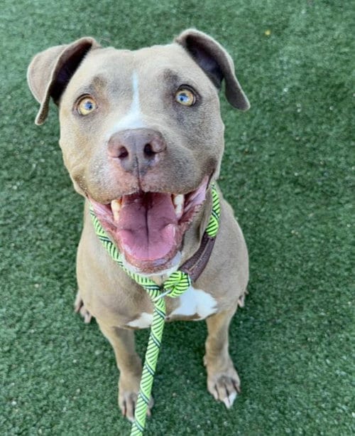 Photo of Gracey, adoptable senior American Staffordshire Terrier in Chatsworth, California