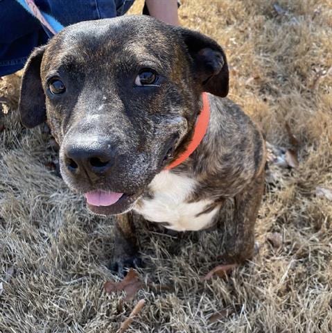 RENEA, adoptable senior Pit Bull Terrier in Greensbo, NC