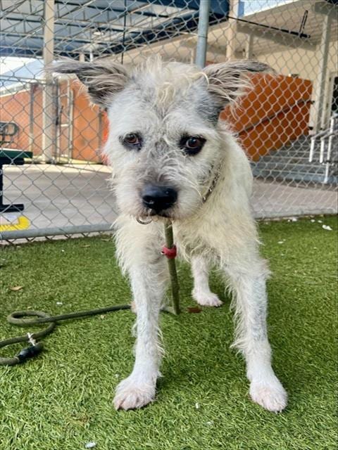 Photo of Karl, adoptable senior Border Terrier in Miami, Florida