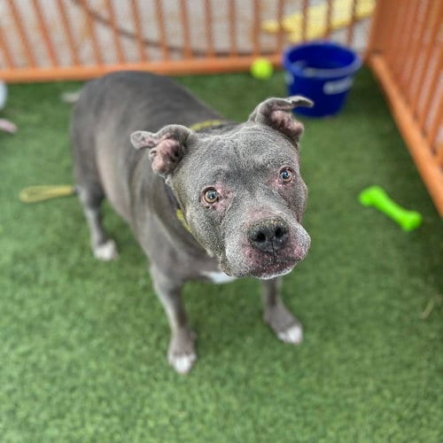 Photo of Diamond, adoptable senior Pit Bull Terrier in Las Vegas, Nevada